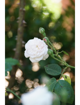 Rosier ancien - Caroline Marniesse - ©Roses Guillot®