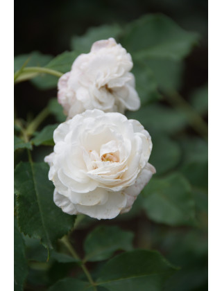 Rosier ancien - Caroline Marniesse - ©Roses Guillot®