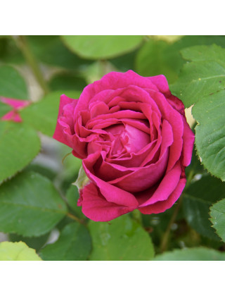 Rosier ancien Guillot® - Comtesse d'Oxford - ©Roses Guillot®