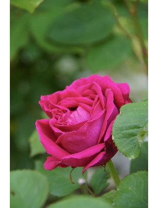 Rosier ancien Guillot® - Comtesse d'Oxford - ©Roses Guillot®