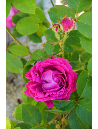 Rosier ancien Guillot® - Comtesse d'Oxford - ©Roses Guillot®