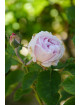 Rosier ancien Guillot® - Comtesse de Barbentane
