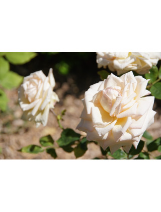 Rosier ancien Guillot® - Comtesse de Cassagne - ©Roses Guillot® 