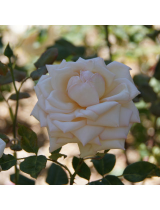 Rosier ancien Guillot® - Comtesse de Cassagne - ©Roses Guillot® 