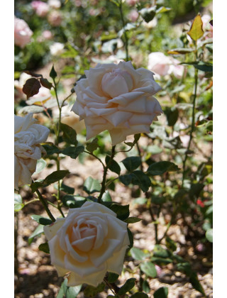 Rosier ancien Guillot® - Comtesse de Cassagne - ©Roses Guillot® 