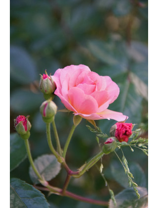 Rosier ancien - Cornélia - ©Roses Guillot®