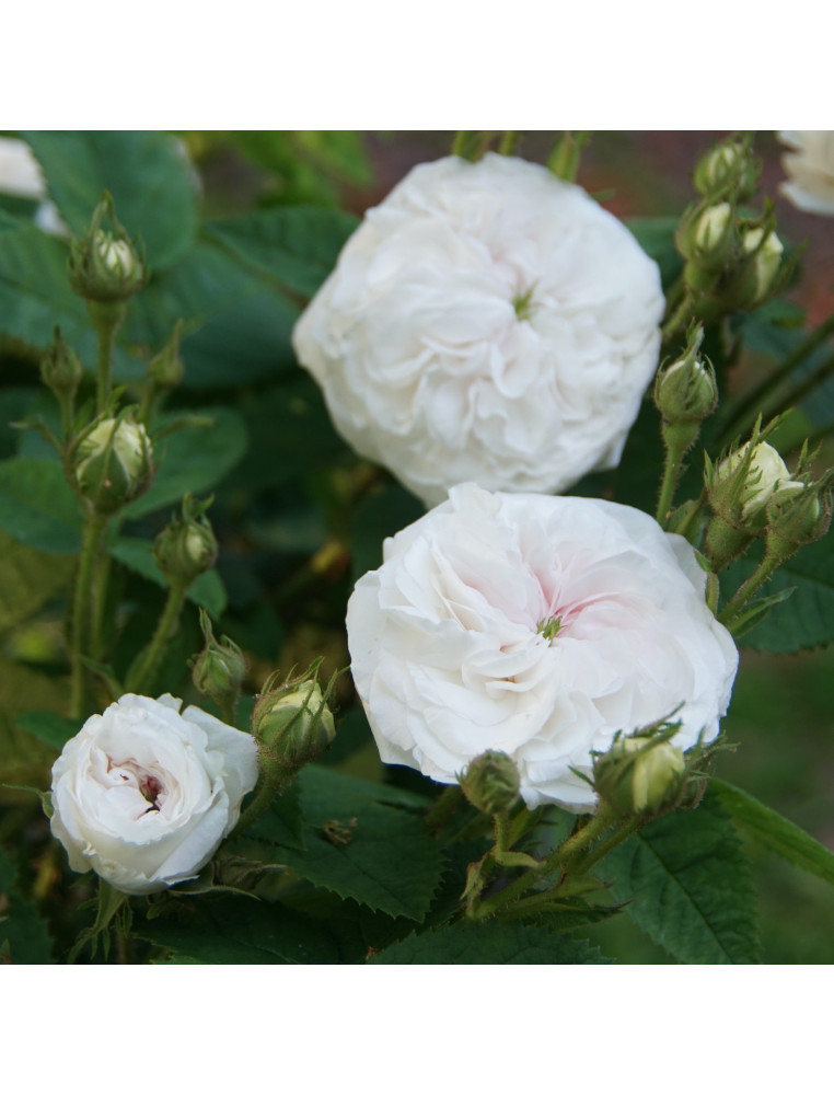 Rosier ancien - Cuisse de Nymphe - ©Roses Guillot®