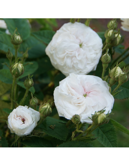 Rosier ancien - Cuisse de Nymphe - ©Roses Guillot®