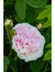 Cuisse de Nymphe Emue - ©Roses Guillot®