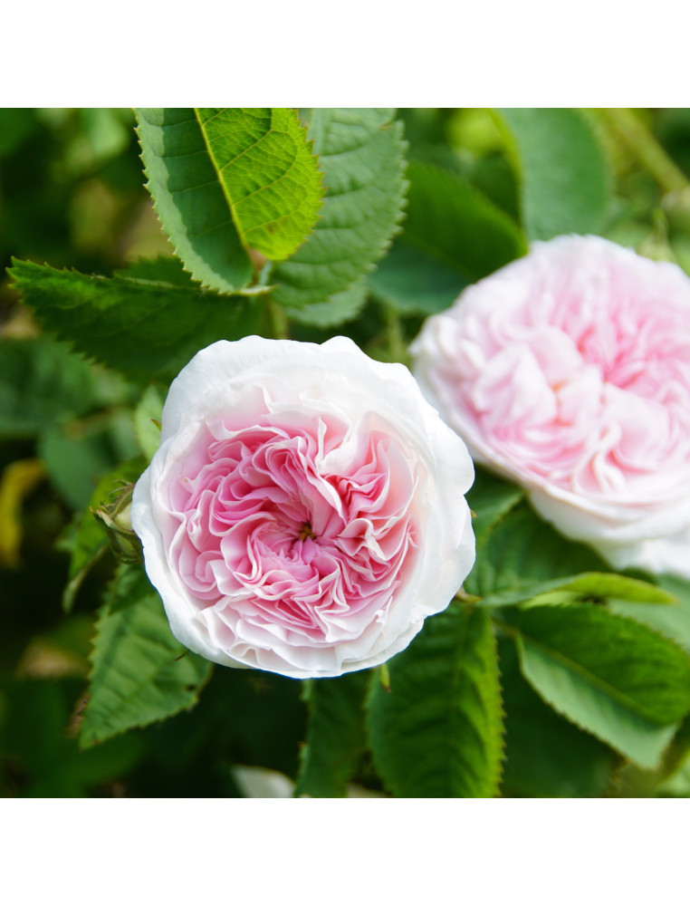 Cuisse de Nymphe Emue - ©Roses Guillot® Cuisse de Nymphe Emue - ©Roses Guillot®