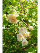 Rosier grimpant ancien - Desprez à Fleurs Jaunes - ©Roses Guillot®
