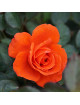 Rosier Hybride de Thé Guillot® - Candelabra®
