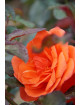 Rosier Hybride de Thé Guillot® - Candelabra®