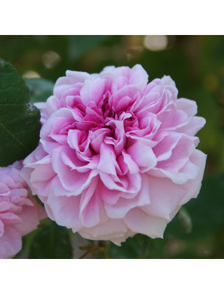 Rosier ancien - Enfant de France