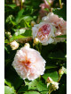 Rosier ancien - Felicia - Roses Guillot®
