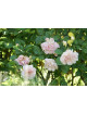 Rosier ancien - Felicia - Roses Guillot®