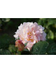 Rosier Guillot® Générosa® - Fiona Gelin® - ©Roses Guillot® 