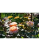 Rosier Guillot® Générosa® - Fiona Gelin® - ©Roses Guillot® 