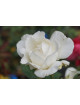 Rosier Guillot® Grande fleurs - Frédéric Dard® - ©Roses Guillot®