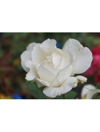 Rosier Guillot® Grande fleurs - Frédéric Dard® - ©Roses Guillot®