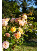 Rosier Générosa® - Georges Denjean® - ©Roses Guillot®