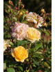 Rosier Générosa® - Georges Denjean® - ©Roses Guillot®