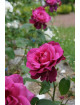 Rosier Terre de Roses® - Intrigue® - ©Roses Guillot®