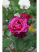 Rosier Terre de Roses® - Intrigue® - ©Roses Guillot®