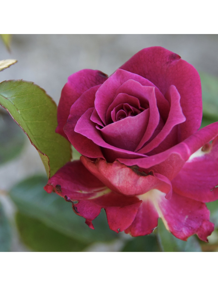 Rosier Terre des Roses® - Intrigue® - ©Roses Guillot®