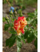 Rosier Terre des Roses® - Jacqueline Farvacques - ©Roses Guillot®