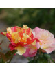 Rosier Terre de Roses® - Jacqueline Farvacques - ©Roses Guillot®