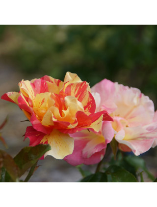 Rosier Terre des Roses® - Jacqueline Farvacques - ©Roses Guillot®