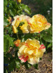 Rosier Terre des Roses® - Jacqueline Farvacques - ©Roses Guillot®