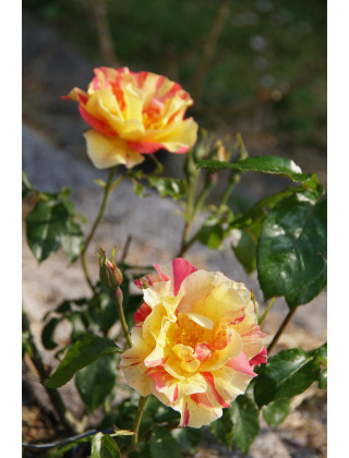 Rosier Terre des Roses® - Jacqueline Farvacques - ©Roses Guillot®