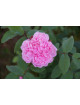Rosier ancien - Jacques Cartier - ©Roses Guillot®