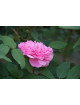 Rosier ancien - Jacques Cartier - ©Roses Guillot®