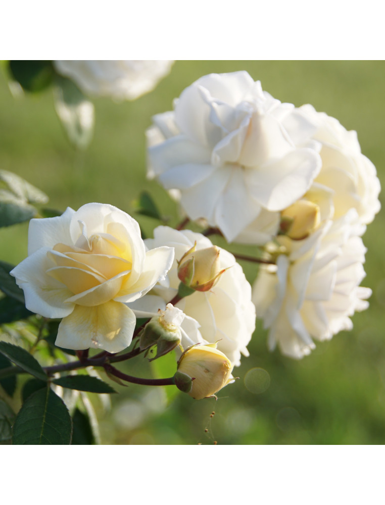 Rosier Générosa® - Manuel Canovas® - ©Roses Guillot®