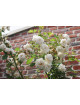 Rosier Grimpant Générosa® - Martine Guillot® - ©Roses Guillot®