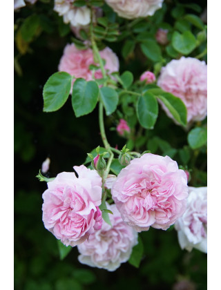 Rosier liane ancien - May Queen - ©Roses Guillot®