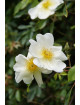 Rosier Ancien - Mermaid - ©Roses Guillot®