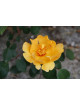 Terre des Roses® - Mikado® - ©Roses Guillot®