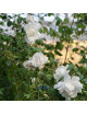 Rosier liane ancien - Mme Alfred Carrière - ©Roses Guillot®