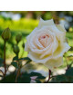 Rosier ancien Guillot® - Mme Bravy - ©Roses Guillot®
