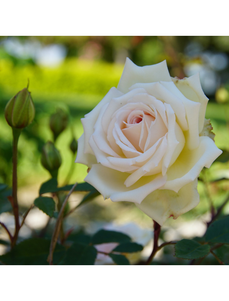 Rosier ancien Guillot® - Mme Bravy - ©Roses Guillot®