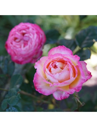 Rosier Générosa® - Madame de Staël - ©Roses Guillot®