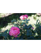 Rosier Générosa® - Madame de Staël - ©Roses Guillot®