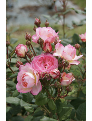 Rosier Générosa® - Madame de Staël - ©Roses Guillot®