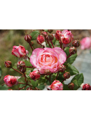 Rosier Générosa® - Madame de Staël - ©Roses Guillot®