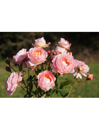 Rosier Générosa® - Madame de Staël - ©Roses Guillot®