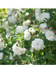 Rosier ancien - Mme Hardy - ©Roses Guillot®